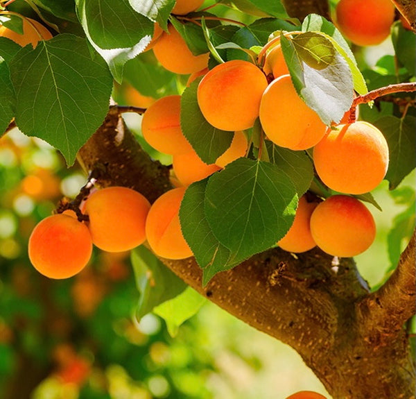 Apricot Grove